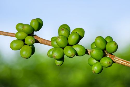 grüner kaffee bild