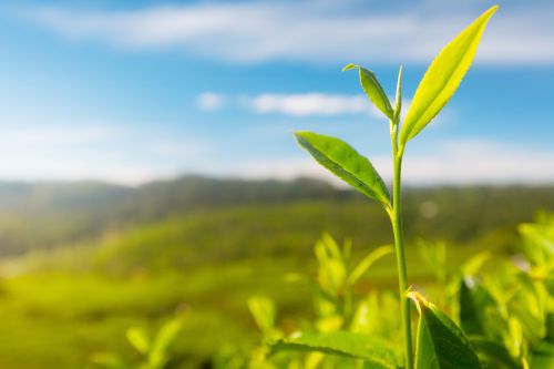 Camellia sinensis tee bild